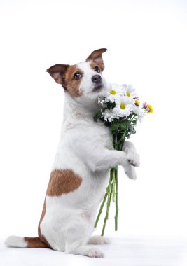 Köpek bir buket çiçek içinde onun paws tutar. Sevgililer günü. Festival evde beslenen hayvan. Jack Russell Terrier
