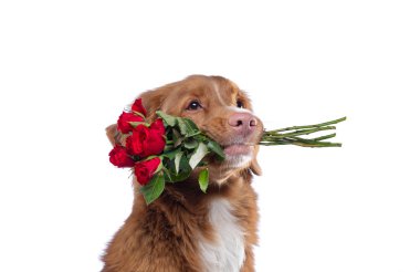 köpek dişi çiçekler tutar. Nova Scotia duck tolling Retriever beyaz zemin üzerinde. Komik hayvan