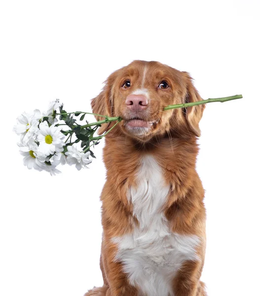 De hond houdt de tanden bloemen. Nova Scotia duck tolling Retriever op een witte achtergrond. Grappige huisdier — Stockfoto