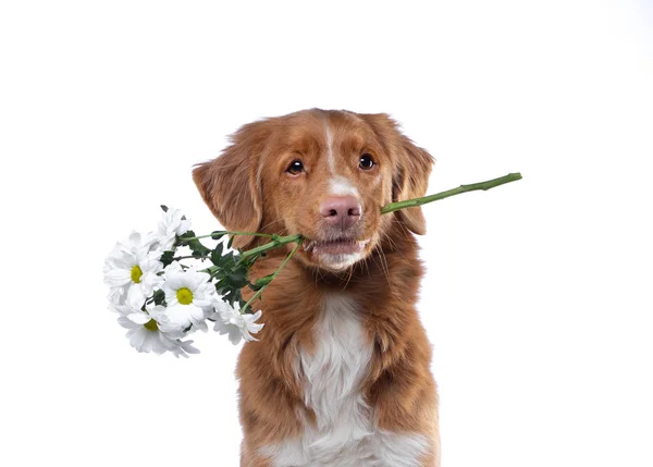 Der Hund hält die Zähne Blüten. Nova Scotia Duck Maut Retriever auf weißem Hintergrund. Lustiges Haustier — Stockfoto