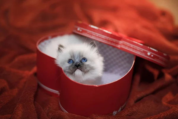 Котенок в коробке в сердце. Праздничное животное. 14 февраля — стоковое фото