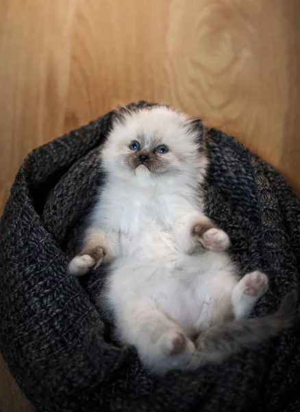 The kitten is sleeping on a scarf. Cute cat at home resting. — Stock Photo, Image