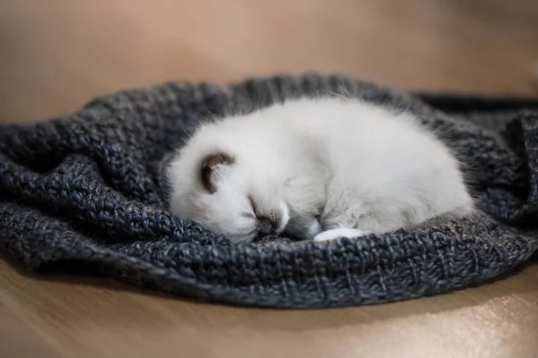 小猫睡在围巾上。可爱的猫在家里休息. — 图库照片
