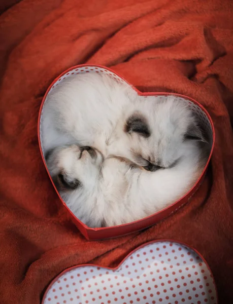 Cute kitten with a heart. pet on 14 February. Cat home on a soft blanket — Stock Photo, Image