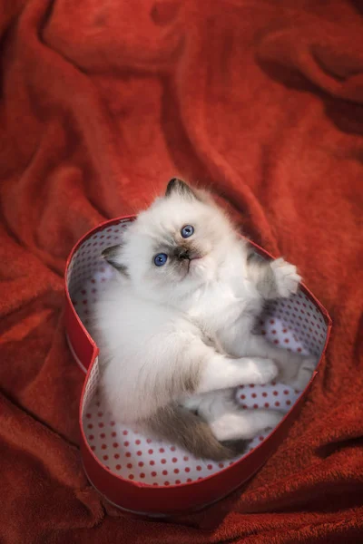 Cute kitten with a heart. pet on 14 February. Cat home on a soft blanket — Stock Photo, Image