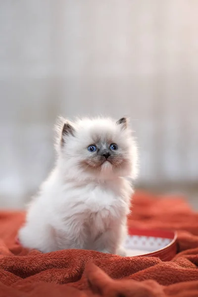 Aranyos cica-val egy szív. február 14-én-a kisállat. Macska haza, a puha takaró — Stock Fotó