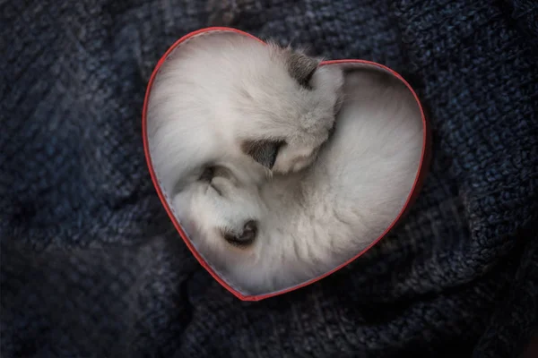 Gatinho bonito com um coração. animal de estimação em 14 de fevereiro. Cat casa em um cobertor macio — Fotografia de Stock