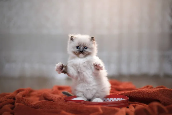 Gatinho Bonito Com Coração Animal Estimação Fevereiro Gato Casa Cobertor — Fotografia de Stock