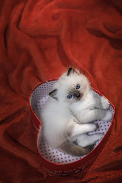 Cute kitten with a heart. pet on 14 February. Cat home on a soft blanket — Stock Photo, Image