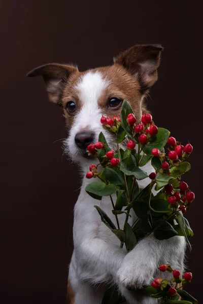 개는 그것의 발에 꽃의 꽃다발을 보유 하고있다. 발렌타인 하루. 애완 동물 축제입니다. 잭 러셀 테리어는 갈색 바탕에 — 스톡 사진