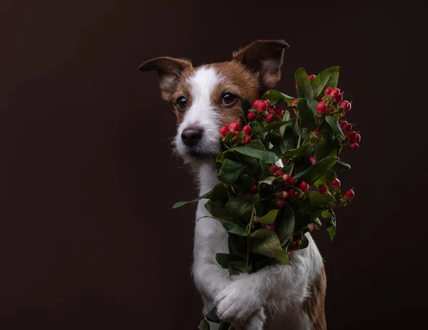 Il cane tiene un mazzo di fiori nelle zampe. a San Valentino. Animaletto festivo. Jack Russell Terrier su sfondo marrone — Foto Stock