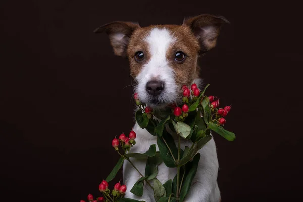 Der Hund hält einen Blumenstrauß in den Pfoten. am Valentinstag. Festtagstier. Jack Russell Terrier auf braunem Hintergrund — Stockfoto