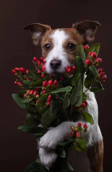 Il cane tiene un mazzo di fiori nelle zampe. a San Valentino. Animaletto festivo. Jack Russell Terrier su sfondo marrone — Foto Stock