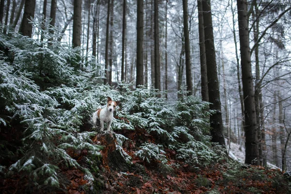 Σκύλος στη φύση το χειμώνα σε παγετός. Αργά το φθινόπωρο. Κατοικίδιο ζώο μέσα στο δάσος σε εξωτερικούς χώρους. Ράτσα Τζακ Ρασελ — Φωτογραφία Αρχείου