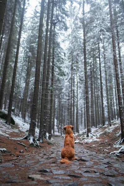 Koira ulkona talvella kallioilla. Nova Scotian ankkakeräilijä. Matkustaminen lemmikin kanssa . — kuvapankkivalokuva