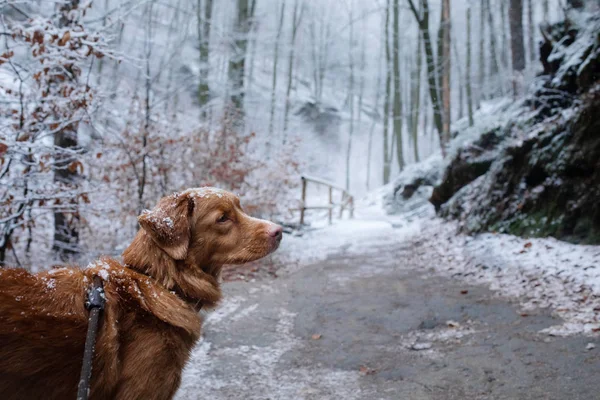 Een hond buiten in de winter op de rotsen. Nova Scotia duck tolling Retriever. Reizen met een huisdier. — Stockfoto