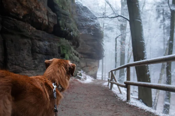 Een hond buiten in de winter op de rotsen. Nova Scotia duck tolling Retriever. Reizen met een huisdier. — Stockfoto