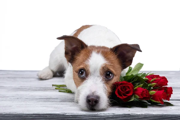 Собака лежит с цветком. Джек Рассел на белом фоне в Студии. День Святого Валентина — стоковое фото