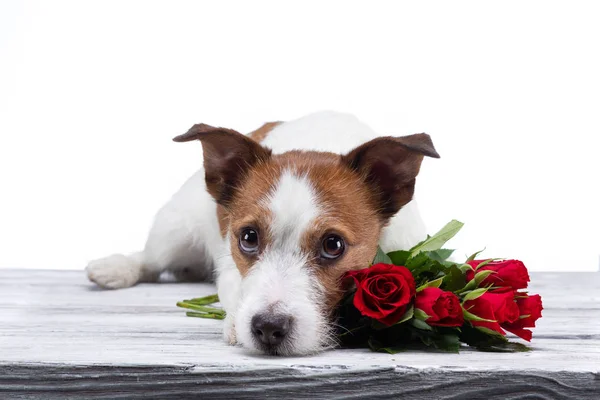 O cão está com uma flor. Jack Russell num fundo branco no estúdio. Dia dos namorados — Fotografia de Stock