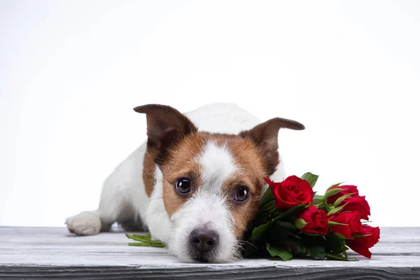 Perro se acuesta con una flor. Jack Russell sobre un fondo blanco en el Estudio. Día de San Valentín — Foto de Stock