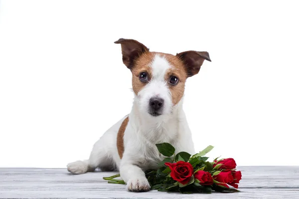 Hond ligt met een bloem. Jack Russell op een witte achtergrond in de Studio. Valentijnsdag — Stockfoto