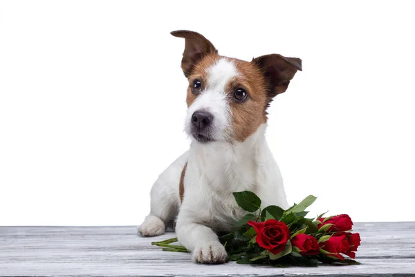 Perro se acuesta con una flor. Jack Russell sobre un fondo blanco en el Estudio. Día de San Valentín — Foto de Stock