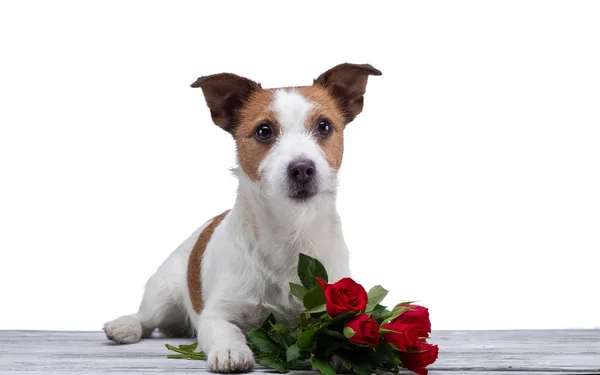 Hond ligt met een bloem. Jack Russell op een witte achtergrond in de Studio. Valentijnsdag — Stockfoto