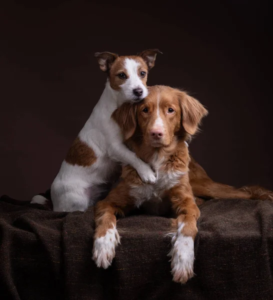 El perro abraza a otro perro. Mascota con flor. Nova Scotia Retriever y Jack Russell Terrier — Foto de Stock