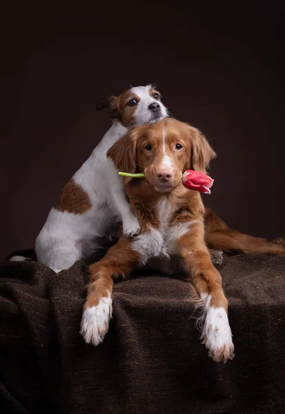 Le chien embrasse un autre chien. Animal de compagnie avec fleur. Nova Scotia Retriever et Jack Russell Terrier — Photo