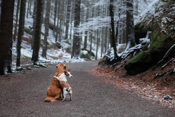 Hond knuffelen. Huisdieren in de natuur in de winter. Schattige dieren zijn vrienden. Kleine en grote hond samen — Stockfoto