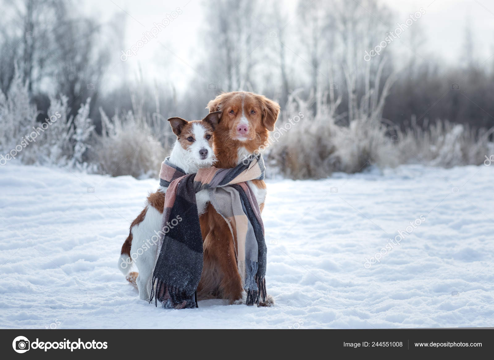 Dog hugging. Pets in nature in winter. Cute Animals are friends. Small and  big dog together Stock Photo by ©averyanova 244551008