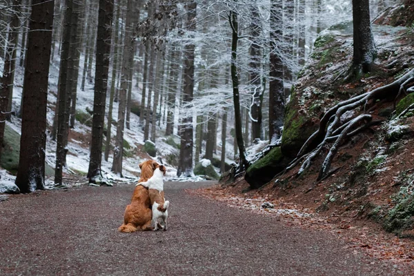 Hond Knuffelen Huisdieren Natuur Winter Schattige Dieren Zijn Vrienden Kleine — Stockfoto
