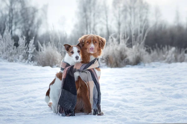 Köpek sarılma. Doğada kış evcil hayvan. Sevimli hayvanlar arkadaş oldular. Küçük ve büyük köpek birlikte — Stok fotoğraf
