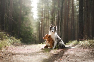 iki köpek sarılma. ormanda bir yürüyüşe evde beslenen hayvan. Nova Scotia duck tolling Retriever ve kenar kömür ocağı