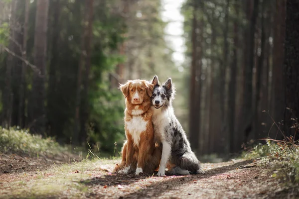 Dwa psy, przytulanie. PET na spacer w lesie. Nova Scotia duck przejazd Retriever i Border collie — Zdjęcie stockowe