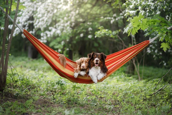 Två söta hundar liggande i en hängmatta i naturen. Vila med en sällskapsdjur, — Stockfoto