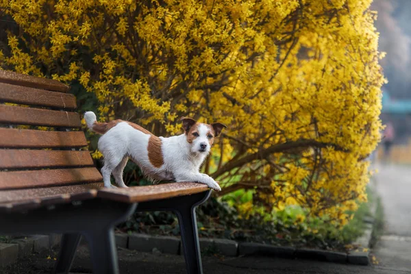 Jack Russell dog on a bench with flowers. Spring walk with a pet. — Stock Photo, Image