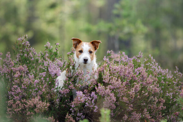 собака в вересковых цветах. гулять с домашним животным в лесу. Путешествие
