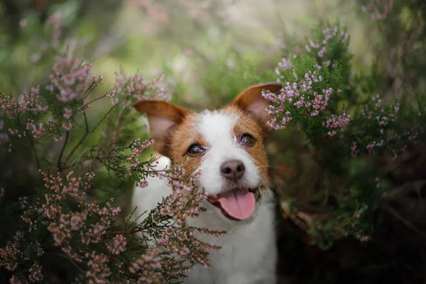 Dog in heather colors. walk with a pet in the forest. Journey — Stock Photo, Image
