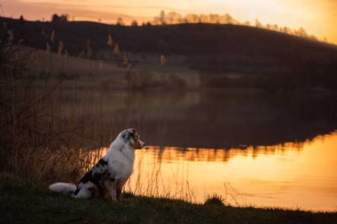 Göl kenarında köpek gün batımında. Doğa evde beslenen hayvan