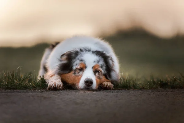 Portrét psa při západu slunce. PET na přírodu. Australský ovčák — Stock fotografie