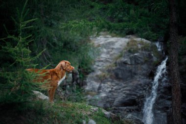şelale köpeğe. Doğa evde beslenen hayvan. Dışarıda. Nova Scotia duck tolling Retriever