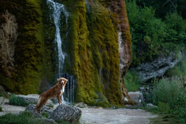 Perro en la cascada. Mascota en la naturaleza. Afuera. Retriever de peaje de pato de Nueva Escocia — Foto de Stock