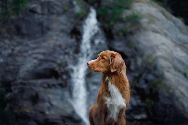 dog at the waterfall. Pet on nature. Outside. Nova Scotia duck tolling Retriever