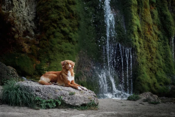 dog at the waterfall. Pet on nature. Outside. Nova Scotia duck tolling Retriever