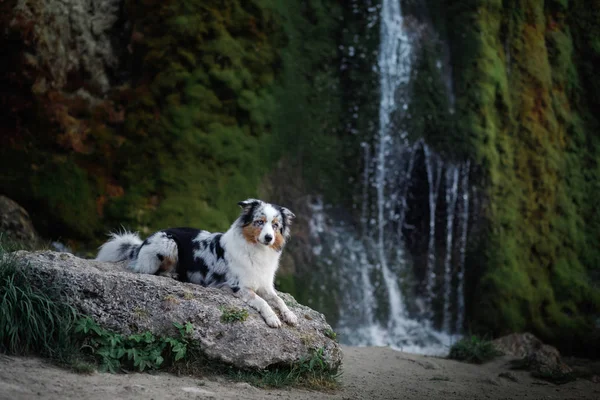 dog on the waterfall. Pet on the nature. Australian Shepherd
