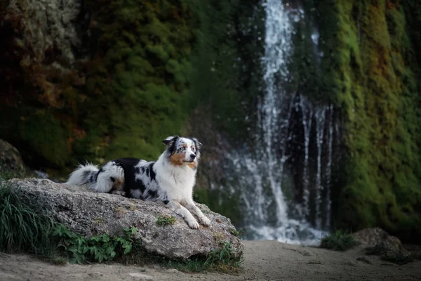 Hund am Wasserfall. Haustier auf die Natur. Australischer Schäferhund — Stockfoto