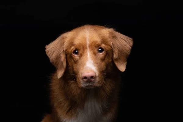 Porträt eines Hundes auf schwarzem Hintergrund. Nova scotia duck Maut-Retriever. Haustier im Studio — Stockfoto