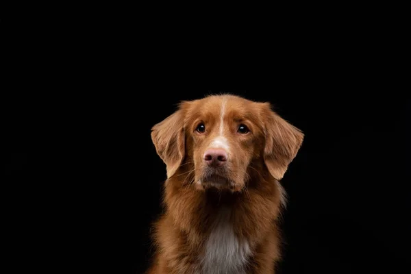 Портрет собаки на черном фоне. Нова Скотия Дак Толлинг Ретривер. Домашнее животное в студии — стоковое фото