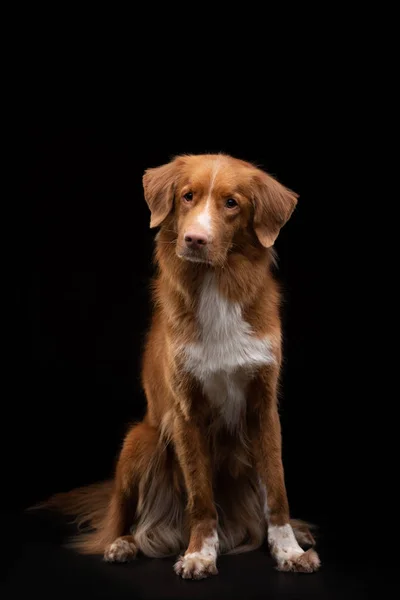 검은 배경에 그의 초상화입니다. 노바 스코샤 오리 Tolling 검색자입니다. 스튜디오에서 애완 동물 — 스톡 사진
